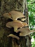 Shelf mushroom