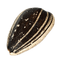 Sunflower seeds PNG12