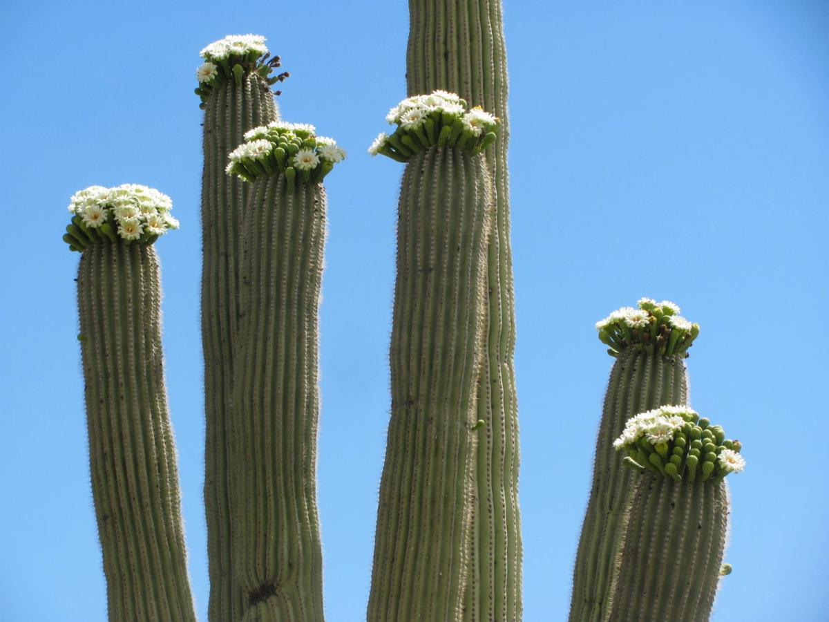 saguaro cactus red flower