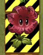 An endangered Meteor Flower