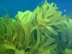 Kelp forest at Taranga pinnacles Hen and Chicken Islands PA232359