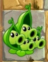 Pea Pod with four heads