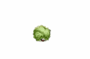 Animations of Headbutter Lettuce being idle