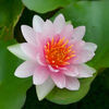 Plants water lily fabiola 600