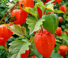 Groundcherries