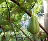 ChayoteSquash2.jpg