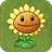Sunflower2