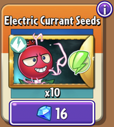 Electric Currant's seeds in the store (Special)