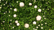 Fairy-Rings M.Dรถrr-M.Frommherz sized-800x450