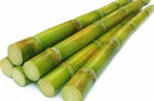 Sugarcanes