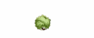 Animations of Headbutter Lettuce attacking