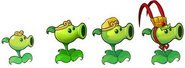 Monkey King Peashooter growth stages