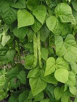 220px-Snijboon peulen Phaseolus vulgaris