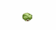 Watering animations of Headbutter Lettuce