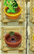 Tomb Tangler being watered in the Zen Garden
