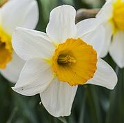 Narciso planta
