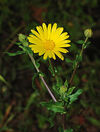 220px-Calendula January 2008-1 filtered.jpg