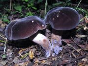 800px-Tylopilus alboater 159340