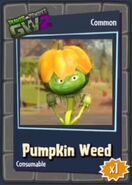 Pumkin Weed