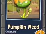 Pumpkin Weed