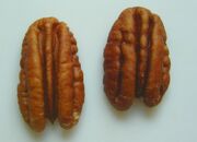 Pecan nut