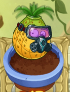 Pineapple in the Zen Garden