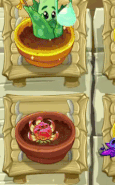 BoomBerry being watered in the Zen Garden