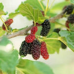 Mulberries.jpg