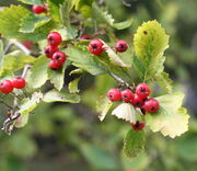 800px-Crataegus chrysocarpa 01