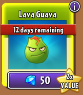 Lava Guava in the new store on sale