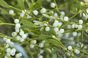 Mistletoe.jpg