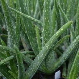 ＡＬＯＥです。 Leader Aloe Vera Soothing Gel, 16 Oz | Moisturizes and