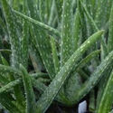 AloeVera