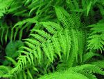 Fern-plants-new-york-fern-new-york-fern 95466