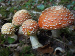 FlyAmanita