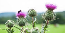 MilkThistles