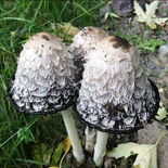Shaggy ink cap