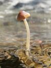 Psathyrella aquatica