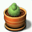 Ball Cactus