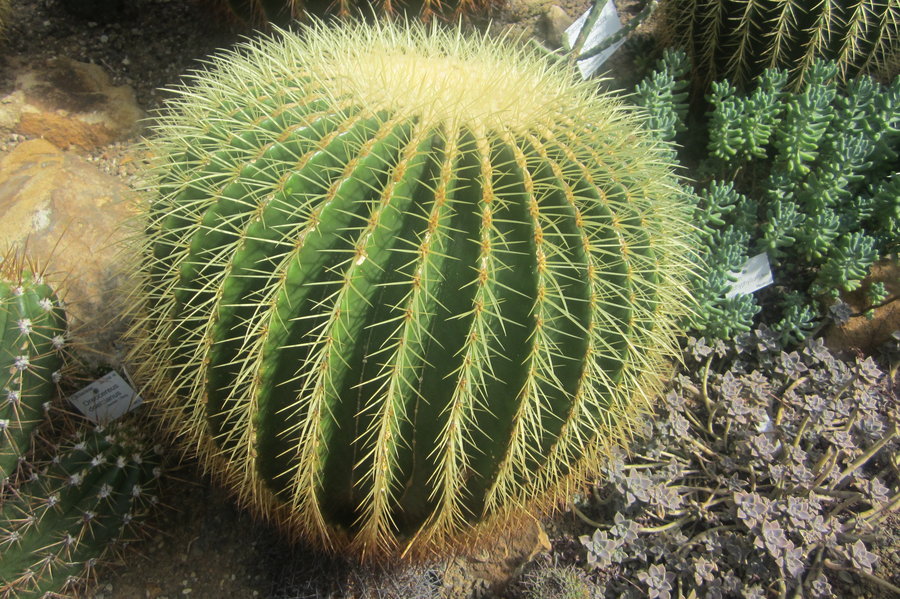 Cactus - Wikipedia