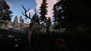 A Deer.