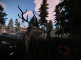 Deer (Main)