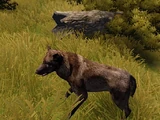 Wolf