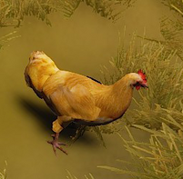 Buff Orpington chicken