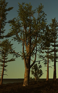 One of the many trees forming a forest along the coast. (Legacy)