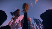 Two pine trees which spawned unusually close together. (Experimental)