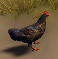 Black Sex Link chicken