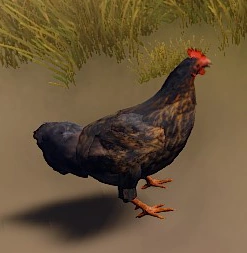 Black Sex Link chicken