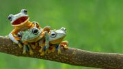 89-899540 frog-desktop.jpg