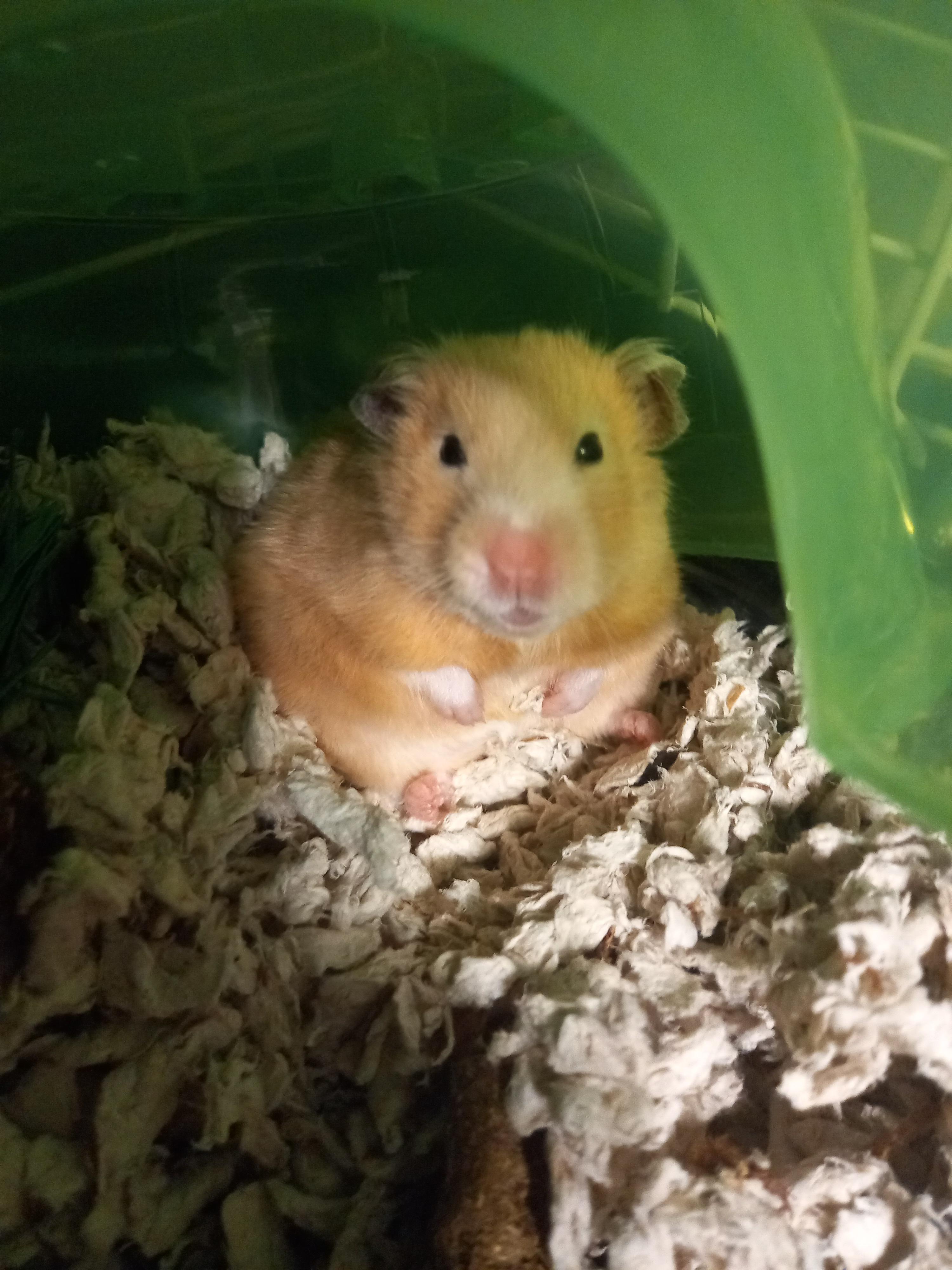 Syrian Hamster, Hamsters Wiki